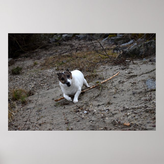 Affiche Capo von Oppenheim, chien Jack Russell Terrier (Devant)