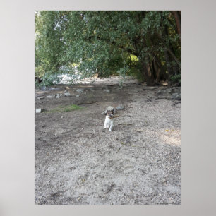 Affiche Capo von Oppenheim, chien Jack Russell Terrier
