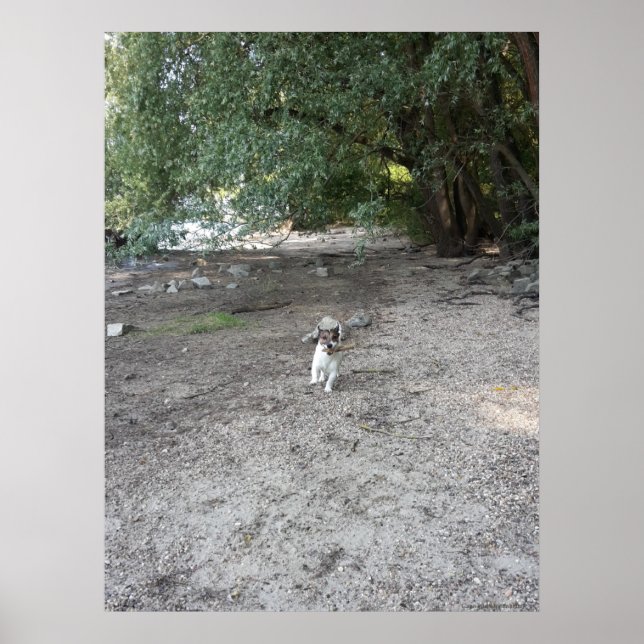 Affiche Capo von Oppenheim, chien Jack Russell Terrier (Devant)