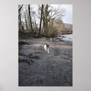 Affiche Capo von Oppenheim, chien Jack Russell Terrier