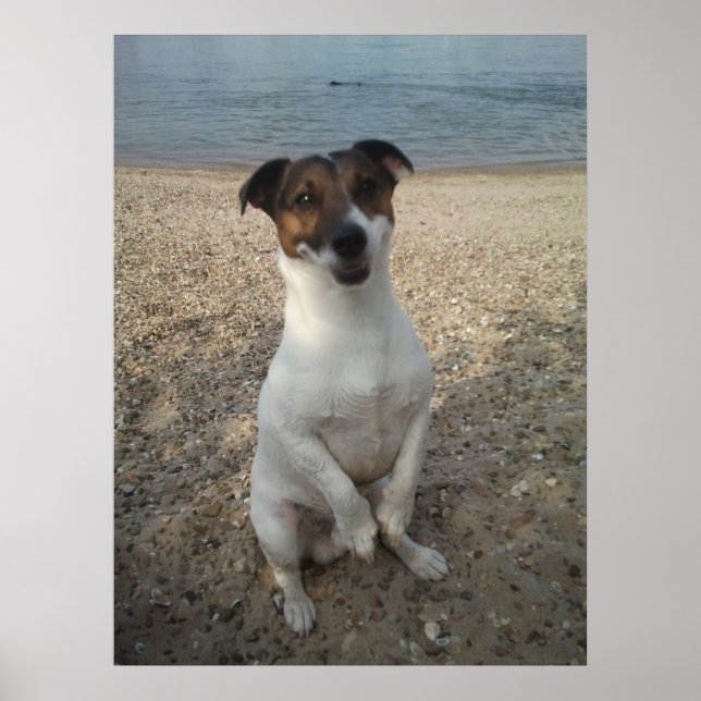 Affiche Capo von Oppenheim, chien Jack Russell Terrier (Devant)