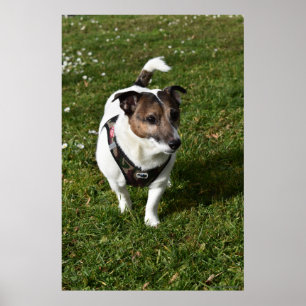 Affiche Capo von Oppenheim, chien Jack Russell Terrier
