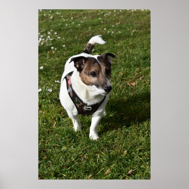 Affiche Capo von Oppenheim, chien Jack Russell Terrier (Devant)