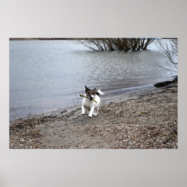 Affiche Capo von Oppenheim, chien Jack Russell Terrier (Devant)