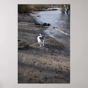 Affiche Capo von Oppenheim, chien Jack Russell Terrier