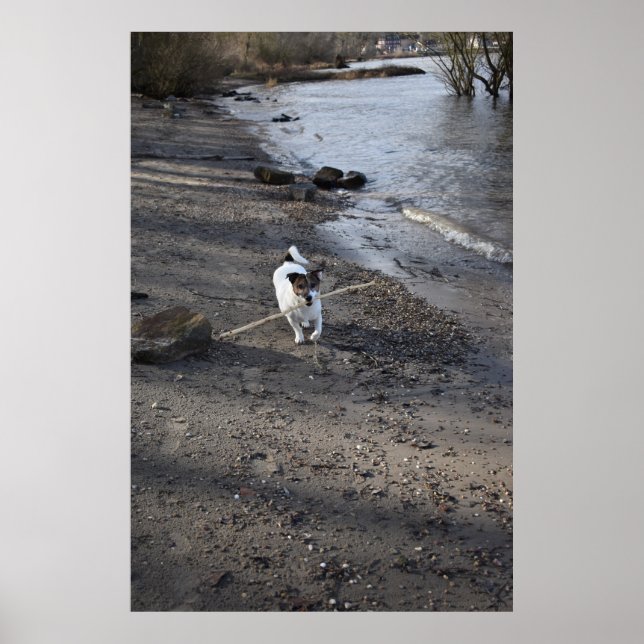 Affiche Capo von Oppenheim, chien Jack Russell Terrier (Devant)