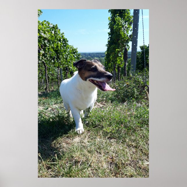 Affiche Capo von Oppenheim, chien Jack Russell Terrier (Devant)