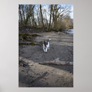 Affiche Capo von Oppenheim, chien Jack Russell Terrier
