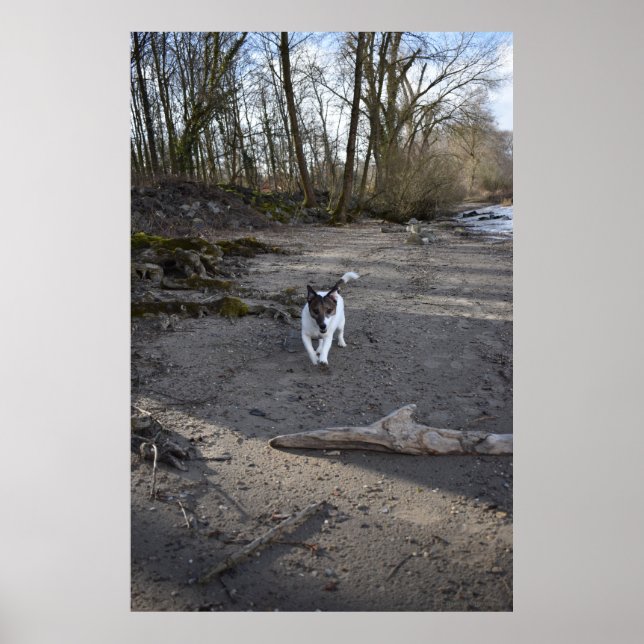 Affiche Capo von Oppenheim, chien Jack Russell Terrier (Devant)