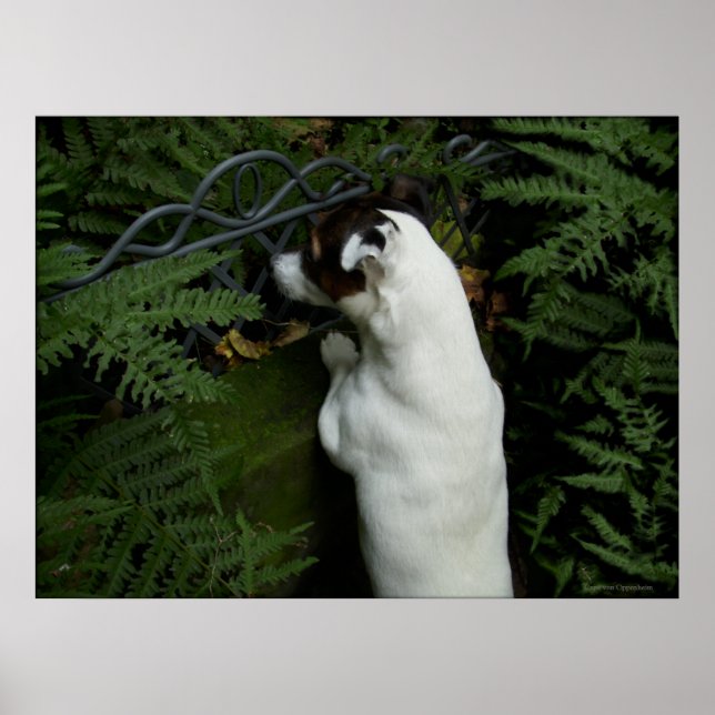 Affiche Capo von Oppenheim, chien Jack Russell Terrier (Devant)
