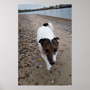 Affiche Capo von Oppenheim, chien Jack Russell Terrier