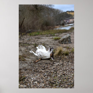 Affiche Capo von Oppenheim, chien Jack Russell Terrier