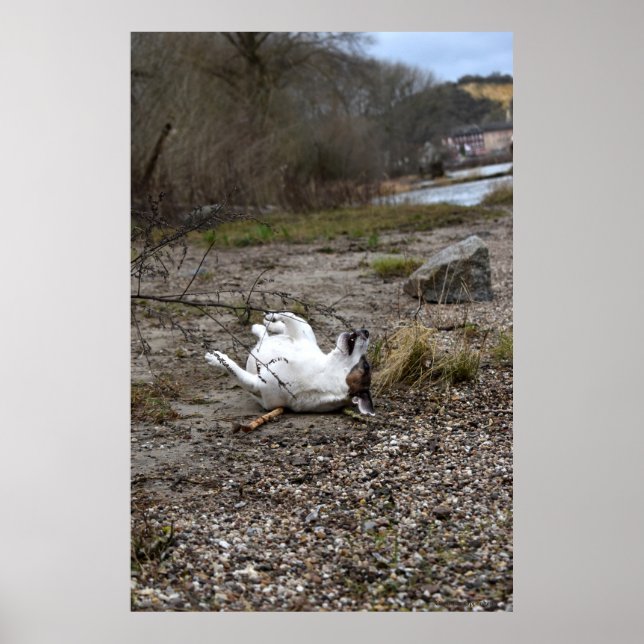 Affiche Capo von Oppenheim, chien Jack Russell Terrier (Devant)