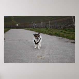 Affiche Capo von Oppenheim, chien Jack Russell Terrier