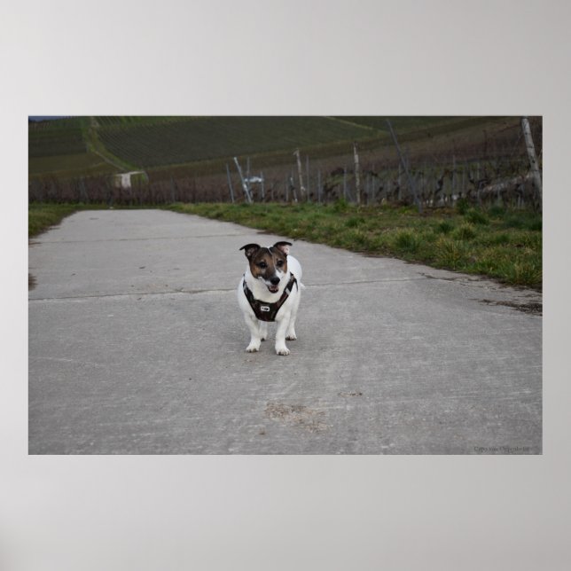Affiche Capo von Oppenheim, chien Jack Russell Terrier (Devant)