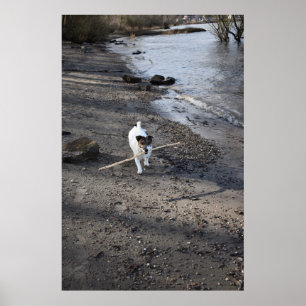 Affiche Capo von Oppenheim, chien Jack Russell Terrier