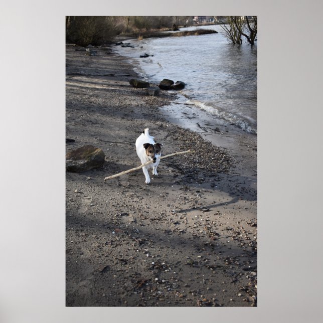 Affiche Capo von Oppenheim, chien Jack Russell Terrier (Devant)