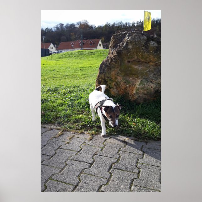 Affiche Capo von Oppenheim, chien Jack Russell Terrier (Devant)