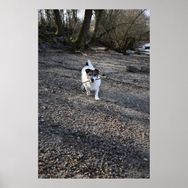 Affiche Capo von Oppenheim, chien Jack Russell Terrier (Devant)