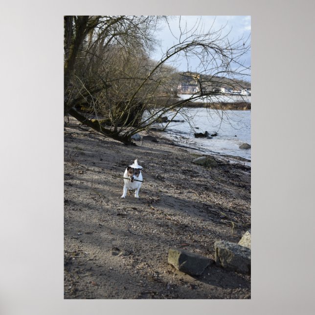 Affiche Capo von Oppenheim, chien Jack Russell Terrier (Devant)