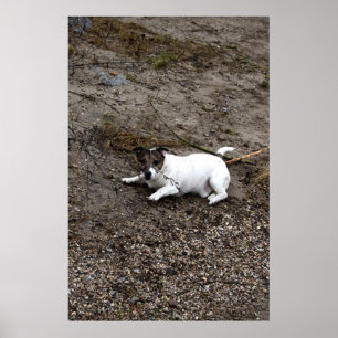 Affiche Capo von Oppenheim, chien Jack Russell Terrier