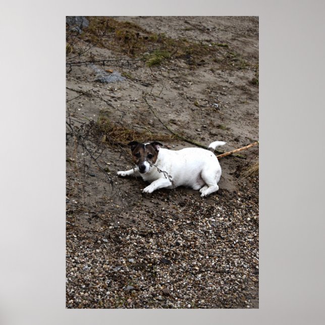Affiche Capo von Oppenheim, chien Jack Russell Terrier (Devant)