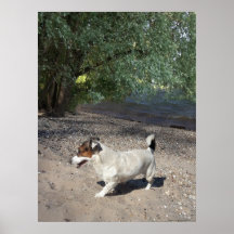 Capo von Oppenheim, chien Jack Russell Terrier