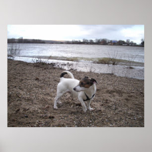 Affiche Capo von Oppenheim, chien Jack Russell Terrier
