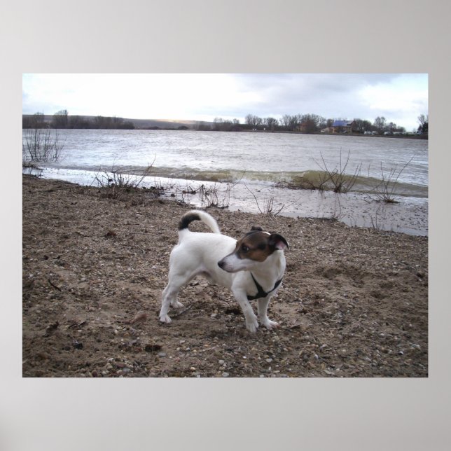 Affiche Capo von Oppenheim, chien Jack Russell Terrier (Devant)