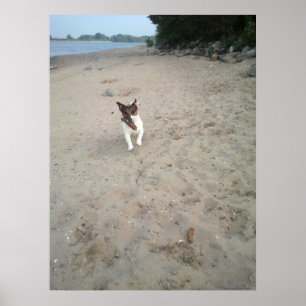 Affiche Capo von Oppenheim, chien Jack Russell Terrier