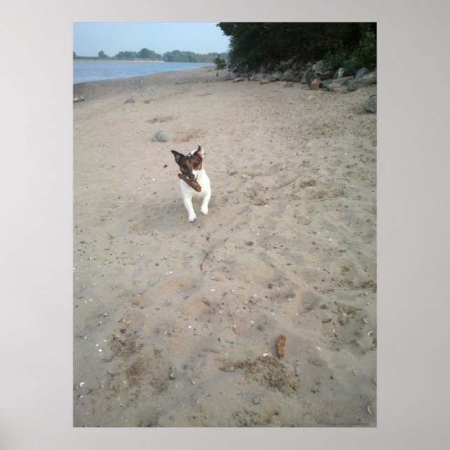Affiche Capo von Oppenheim, chien Jack Russell Terrier (Devant)
