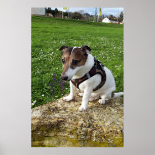 Affiche Capo von Oppenheim, chien Jack Russell Terrier
