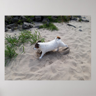 Affiche Capo von Oppenheim, chien Terrier Jack Russell
