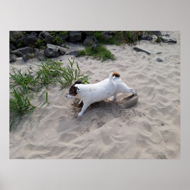 Affiche Capo von Oppenheim, chien Terrier Jack Russell (Devant)