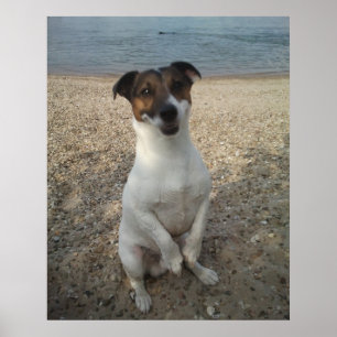 Affiche Capo von Oppenheim, chien Terrier Jack Russell