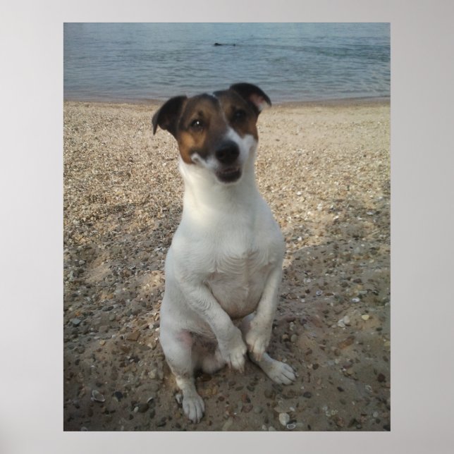 Affiche Capo von Oppenheim, chien Terrier Jack Russell (Devant)