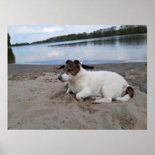 Affiche Capo von Oppenheim, chien Terrier Jack Russell