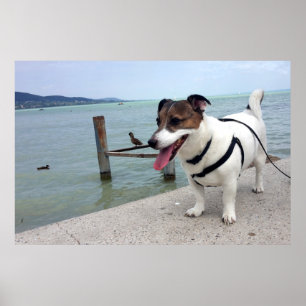 Affiche Capo von Oppenheim, chien Terrier Jack Russell