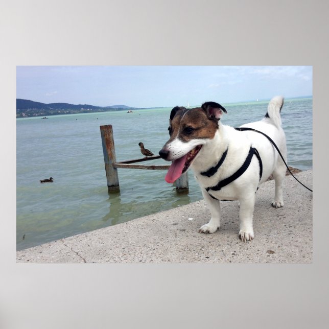 Affiche Capo von Oppenheim, chien Terrier Jack Russell (Devant)