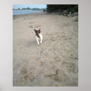 Affiche Capo von Oppenheim, chien Terrier Jack Russell