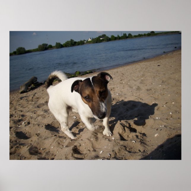 Affiche Capo von Oppenheim, Jack Russell Chien (Devant)