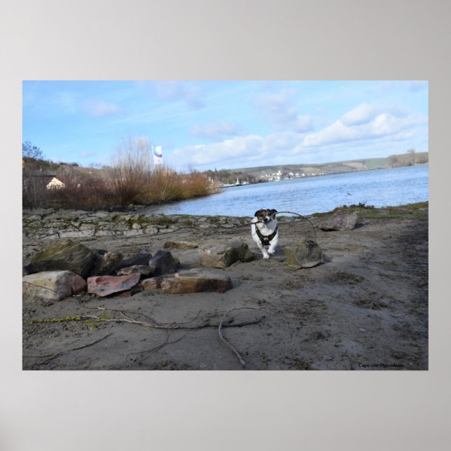 Affiche Capo von Oppenheim, Jack Russell Terrier Chien (Devant)