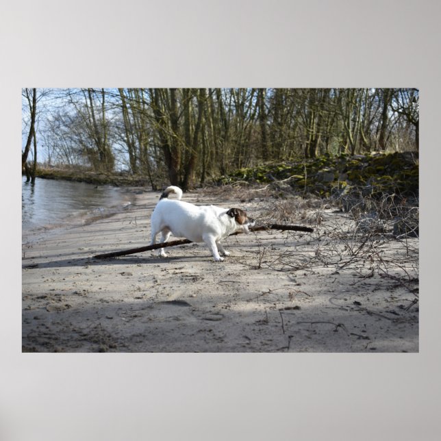 Affiche Capo von Oppenheim, Jack Russell Terrier Chien (Devant)