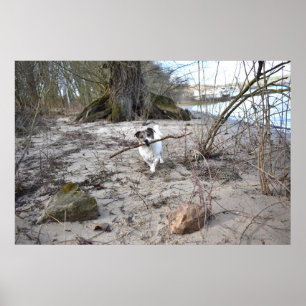 Affiche Capo von Oppenheim, Jack Russell Terrier Chien