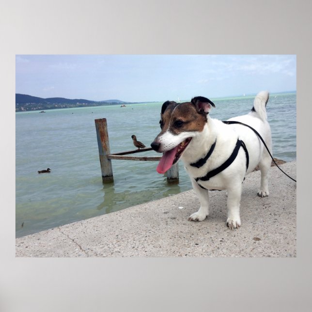 Affiche Capo von Oppenheim, Jack Russell Terrier Chien (Devant)