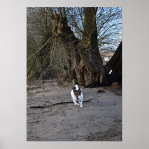 Affiche Capo von Oppenheim, Jack Russell Terrier Chien