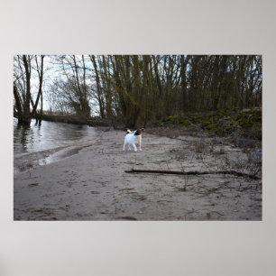 Affiche Capo von Oppenheim, Jack Russell Terrier Chien