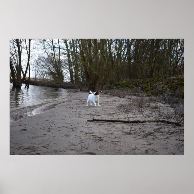 Affiche Capo von Oppenheim, Jack Russell Terrier Chien (Devant)