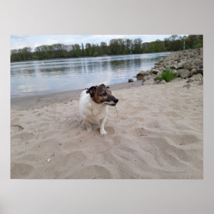 Affiche Capo von Oppenheim, Jack Russell Terrier Chien