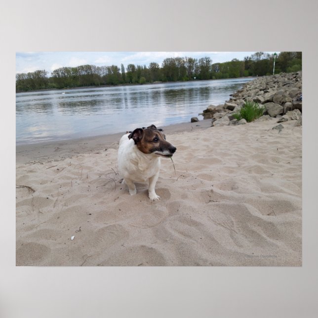 Affiche Capo von Oppenheim, Jack Russell Terrier Chien (Devant)